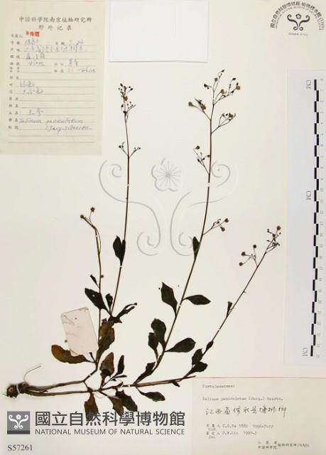 土人參藏品圖，第1張