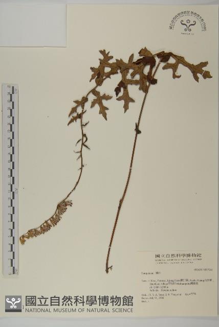 登錄號:S037261藏品圖，第1張