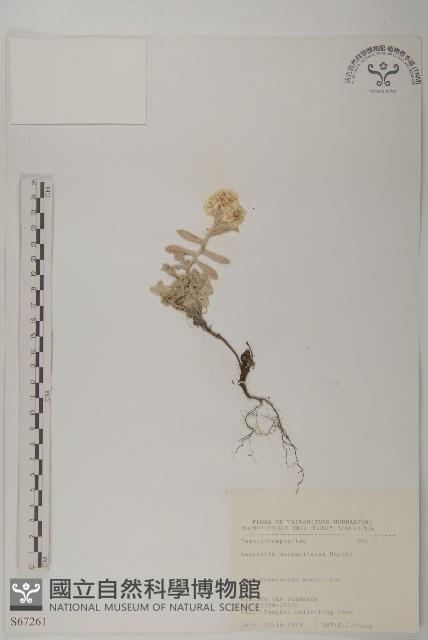 抱莖籟簫藏品圖，第1張