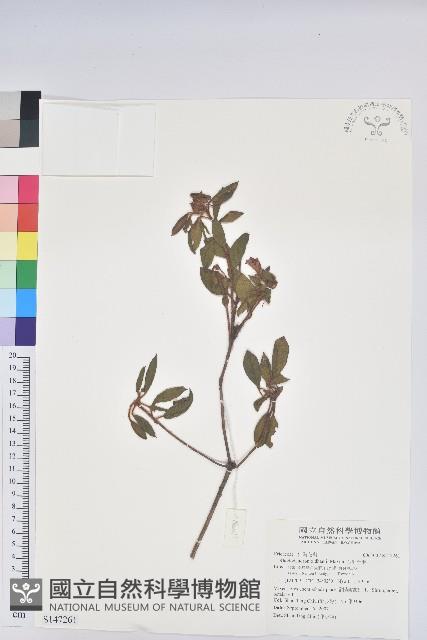 金毛杜鵑藏品圖，第1張