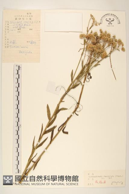 女菀藏品圖，第1張