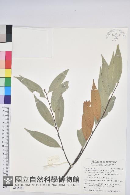 火燒柯、栲樹藏品圖，第1張