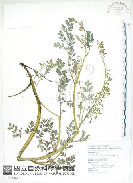 彎果黃菫藏品圖，第1張