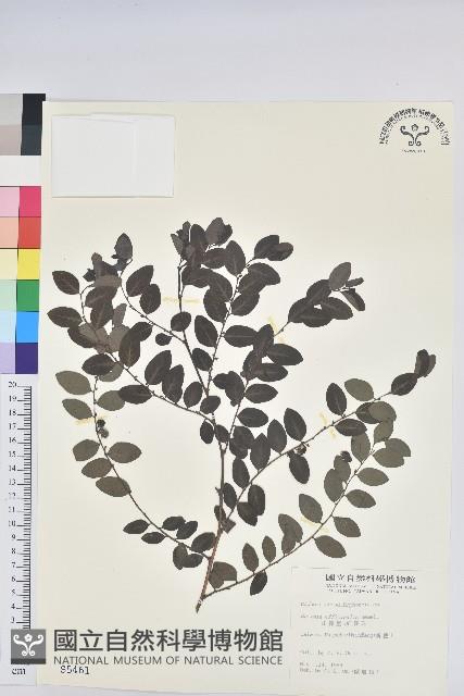 紅仔珠藏品圖，第1張