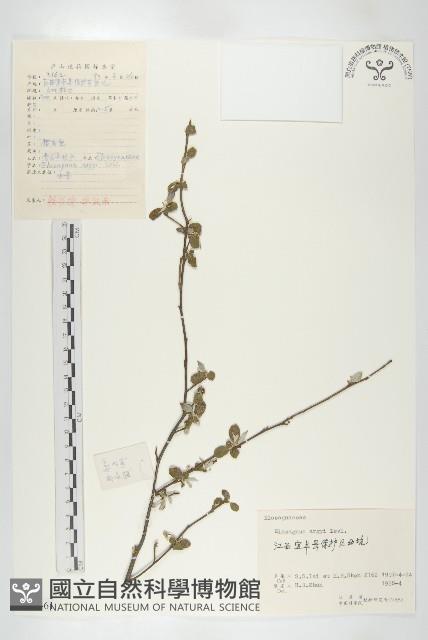 余山羊奶子藏品圖，第1張