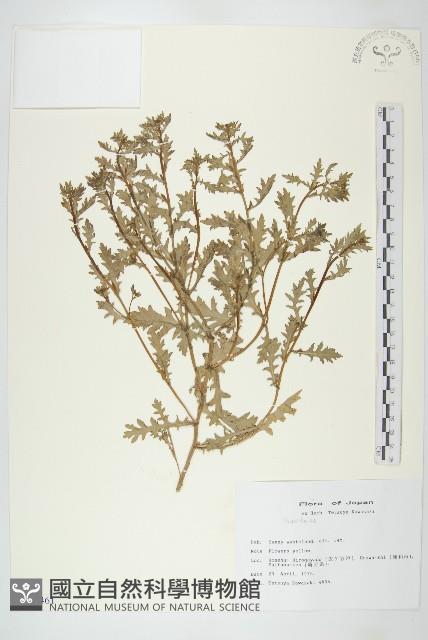 登錄號:S113461藏品圖，第1張