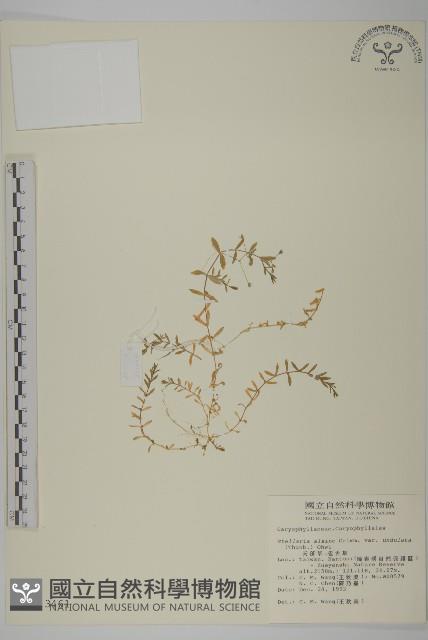 天蓬草、雀舌草藏品圖，第1張