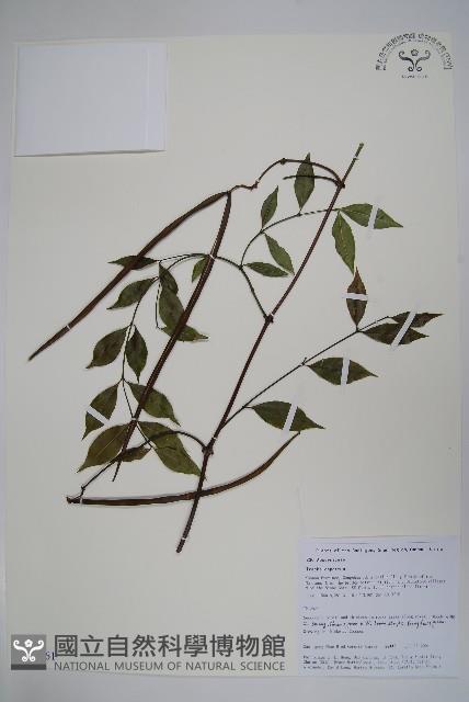 登錄號:S106161藏品圖，第1張