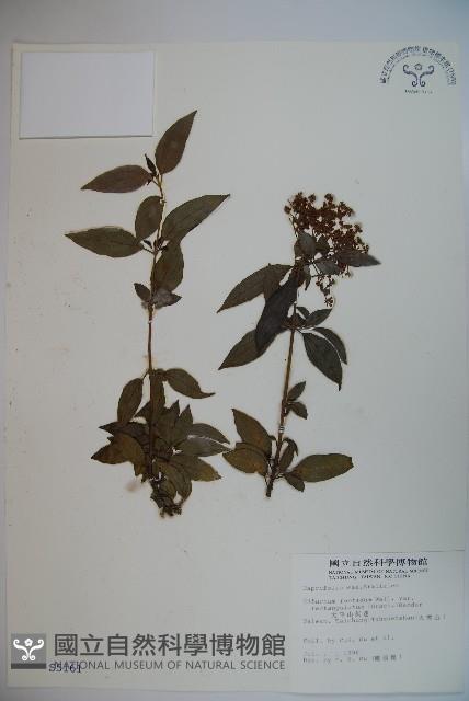 狹葉莢迷藏品圖，第1張