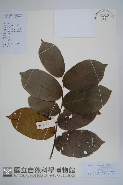 紫玉盤藏品圖，第1張