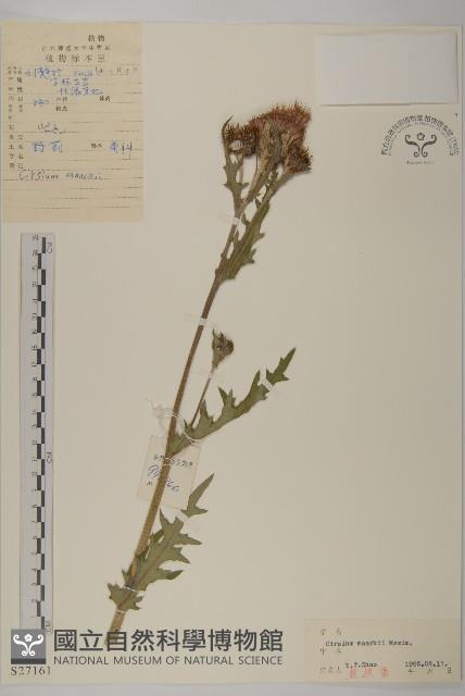 野薊藏品圖，第1張