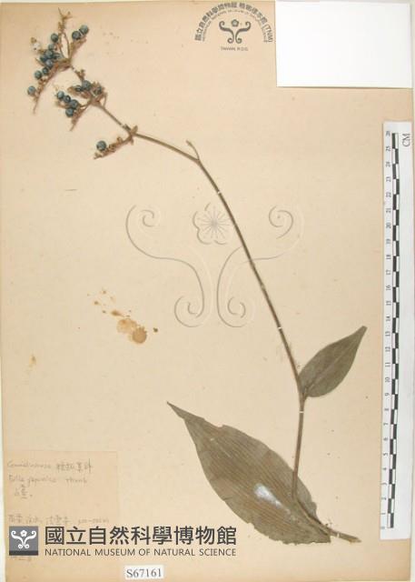 杜若藏品圖，第1張