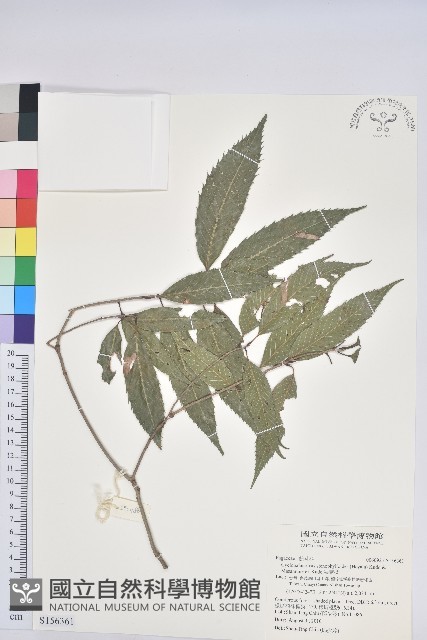 狹葉櫟藏品圖，第1張