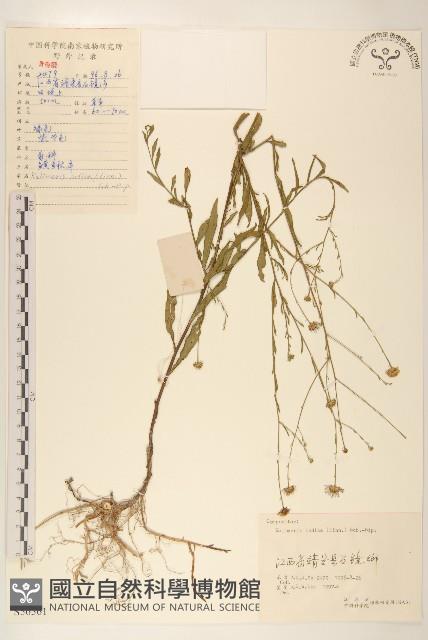 雞兒腸藏品圖，第1張