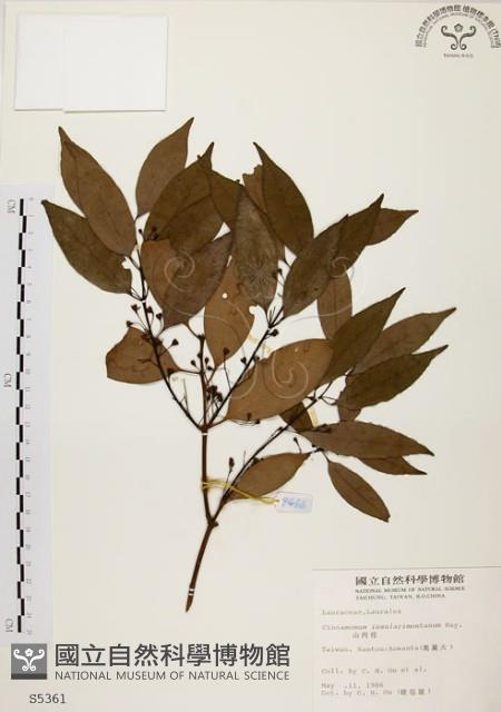 山肉桂、台灣肉桂藏品圖，第1張