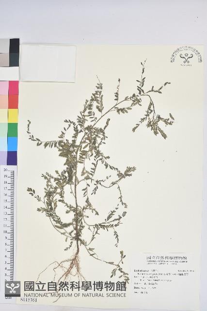 擬葉下珠、細葉油柑藏品圖，第1張