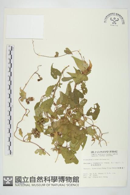 菜欒藤藏品圖，第1張