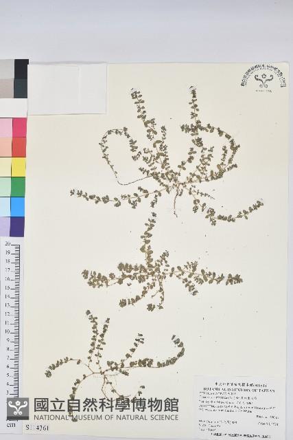 伏生大戟藏品圖，第1張