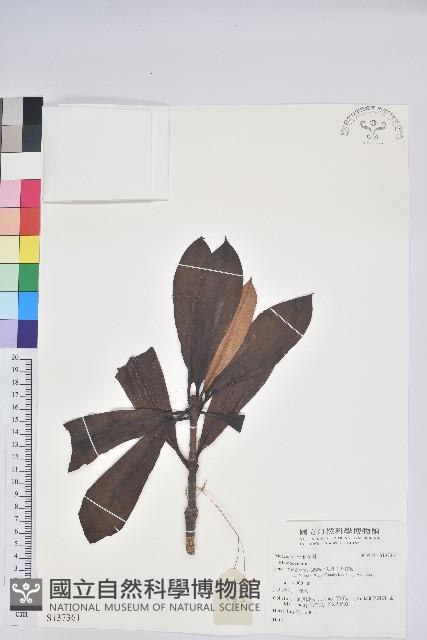 登錄號:S137361藏品圖，第1張