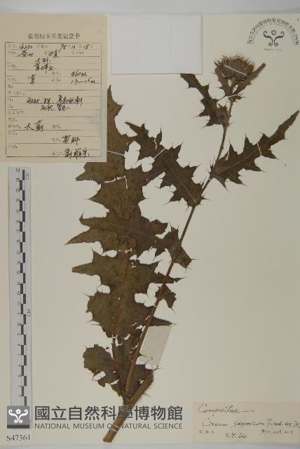 小薊藏品圖，第1張