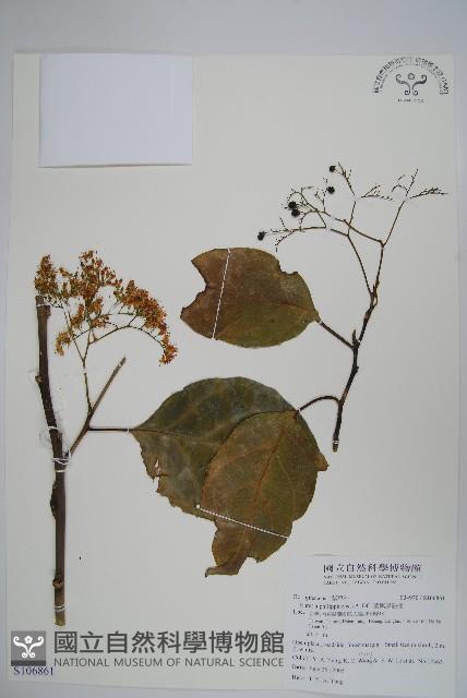 蘭嶼厚殼樹藏品圖，第1張