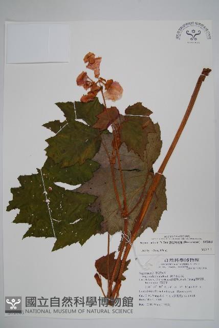 毛梗豨薟藏品圖，第1張