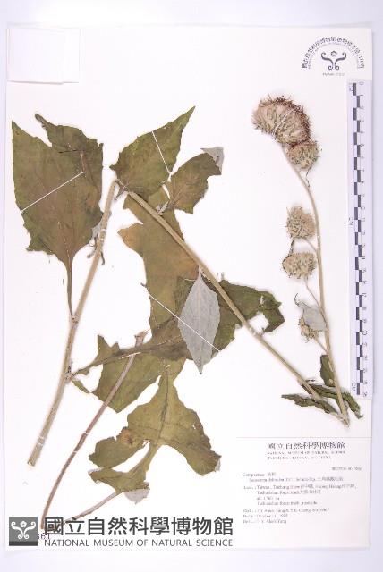 臺灣青木香藏品圖，第1張