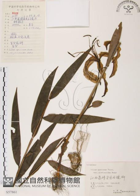 豔紅百合、豔紅鹿子百合藏品圖，第1張