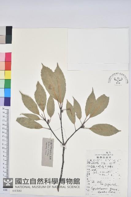 青剛櫟、鐵椆藏品圖，第1張