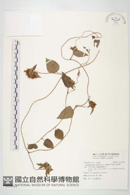 長梗毛娥房藤藏品圖，第1張