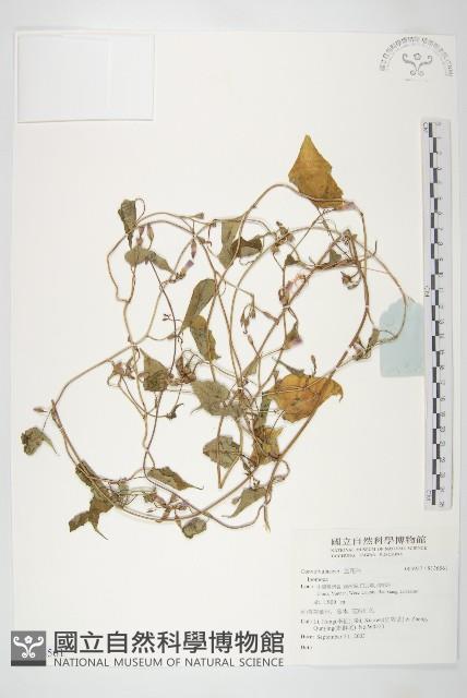 登錄號:S136561藏品圖，第1張