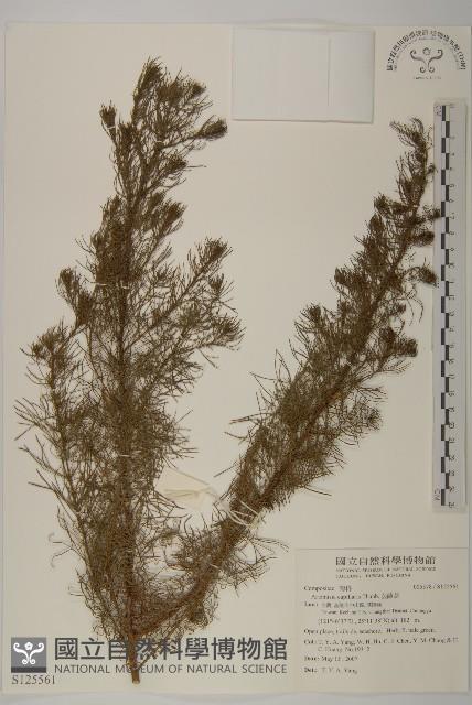 茵蔯蒿藏品圖，第1張