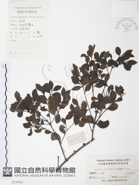 小葉赤楠藏品圖，第1張