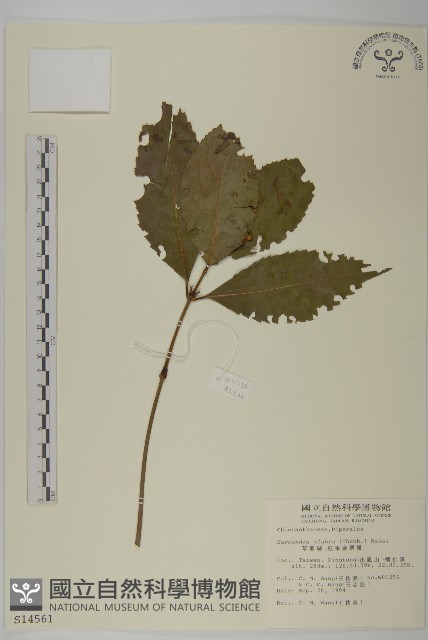 草珊瑚、紅果金粟蘭藏品圖，第1張