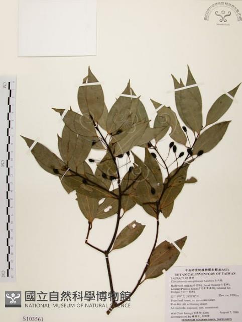 土肉桂藏品圖，第1張