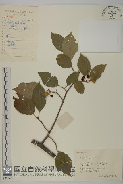 哥蘭葉藏品圖，第1張