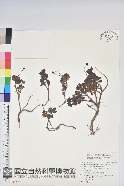 彎柱杜鵑藏品圖，第1張