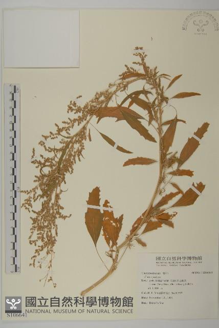 登錄號:S106641藏品圖，第1張