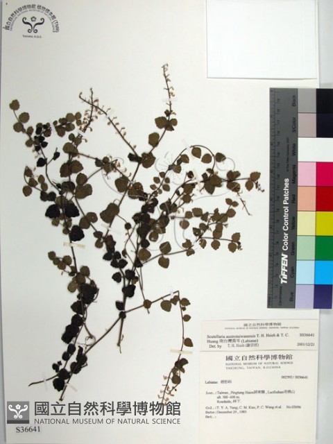 南台灣黃岑藏品圖，第1張