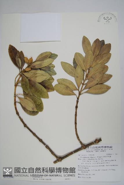 蘭嶼念珠藤藏品圖，第1張