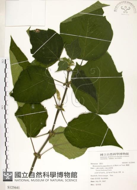 構樹藏品圖，第1張