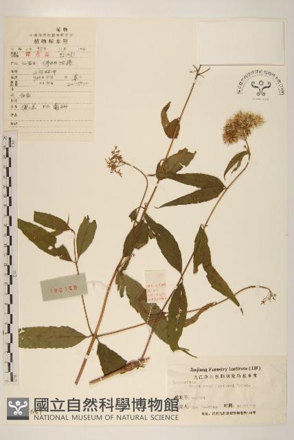 佩蘭藏品圖，第1張