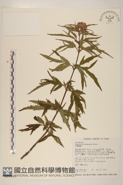 臺灣澤蘭藏品圖，第1張