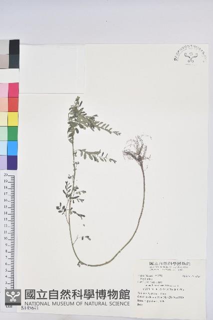 登錄號:S145641藏品圖，第1張