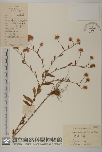 琴葉紫菀藏品圖，第1張