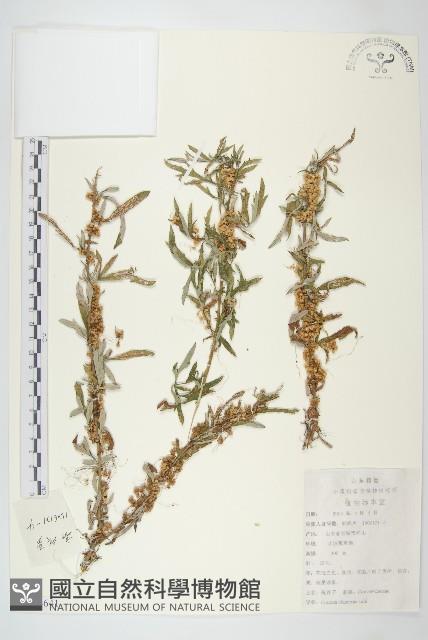 中國菟絲子藏品圖，第1張