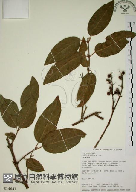 大葉溲疏藏品圖，第1張