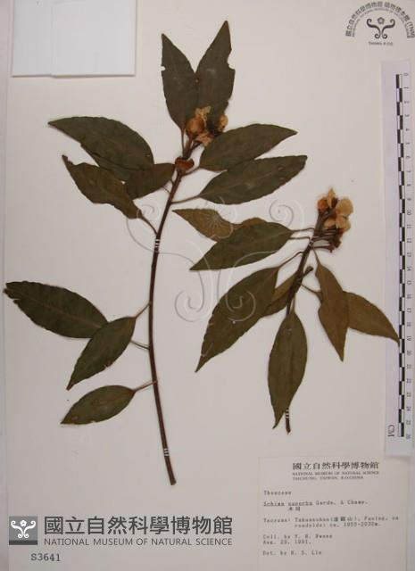 木荷藏品圖，第1張