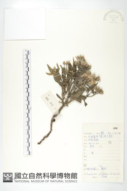 柳葉鳳毛菊藏品圖，第1張