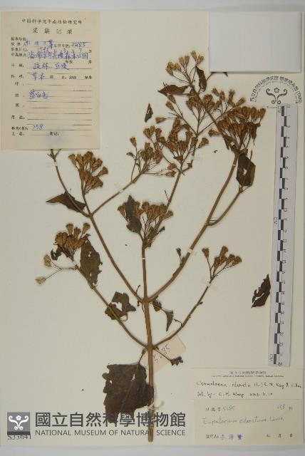 香澤蘭、飛機草藏品圖，第1張